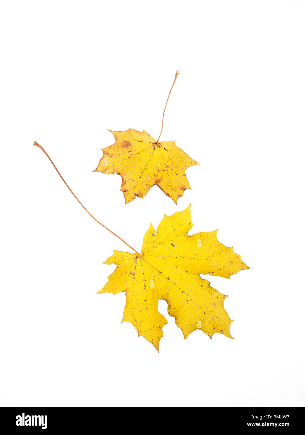 Autumn leaves. Stock Photo