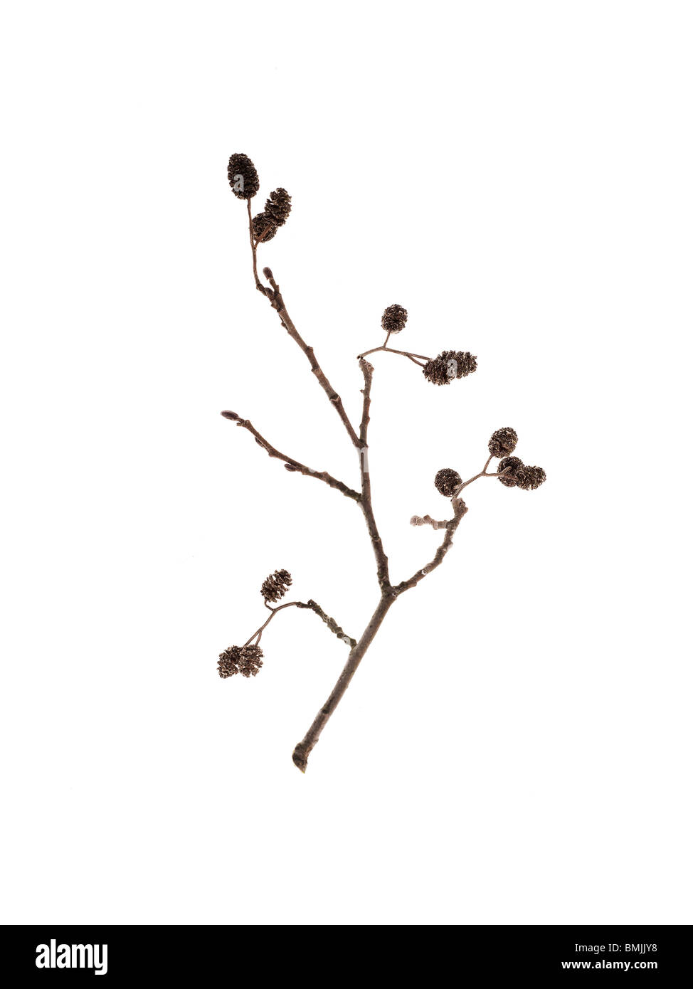 Branch against white background Stock Photo - Alamy