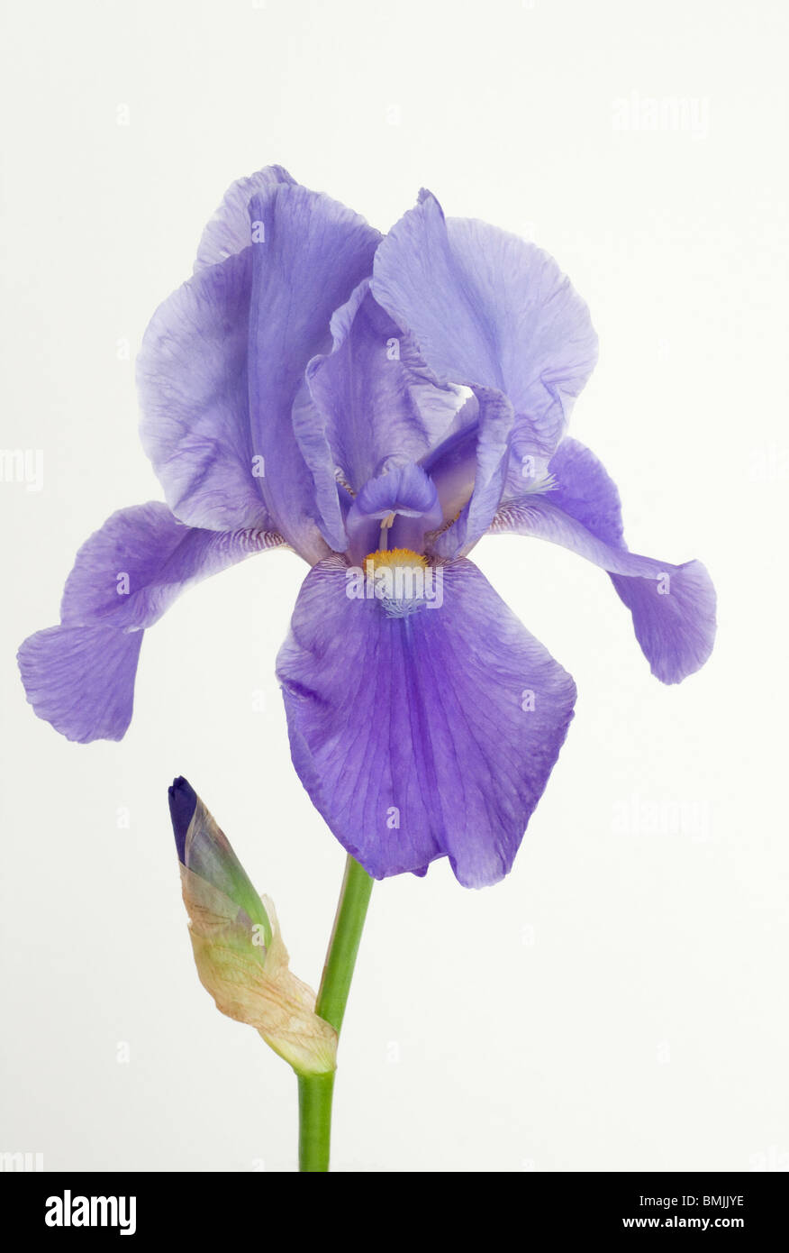 Bearded Blue Iris Stock Photo