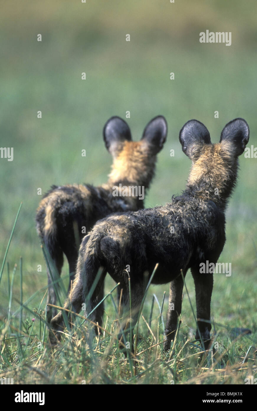 Botswana, Moremi Game Reserve, African Wild Dogs (Lycaon pictus) stand alertly in grass along Khwai River Stock Photo