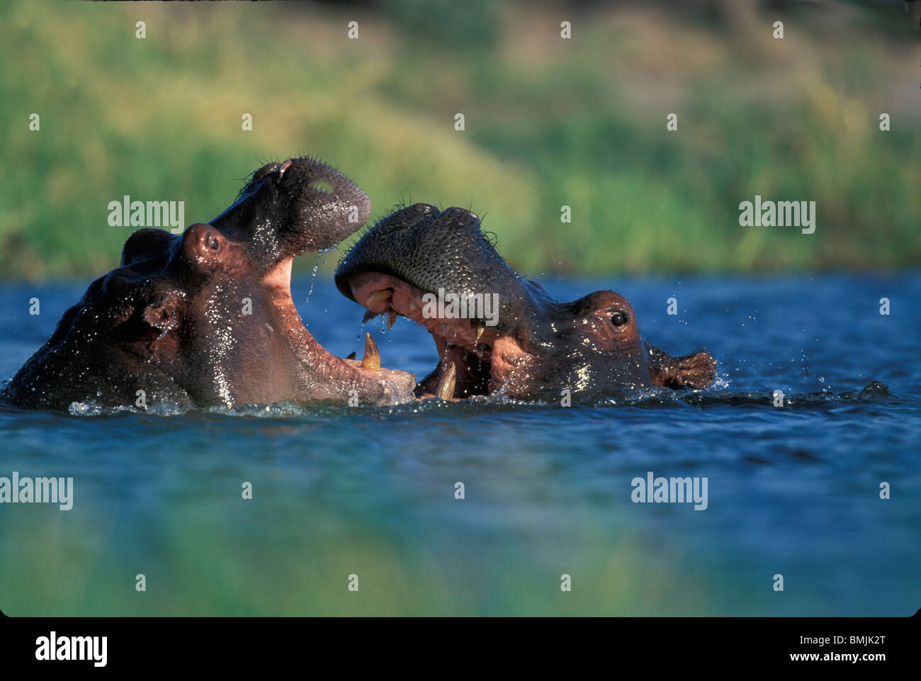 Botswana, Moremi Game Reserve, Hippopotami (Hippopotamus amphibius) fight by Khwai River Stock Photo