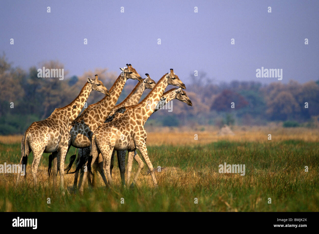 Africa, Botswana, Moremi Game Reserve, Herd of Giraffe (Giraffa camelopardalis) along Khwai River in late afternoon light Stock Photo