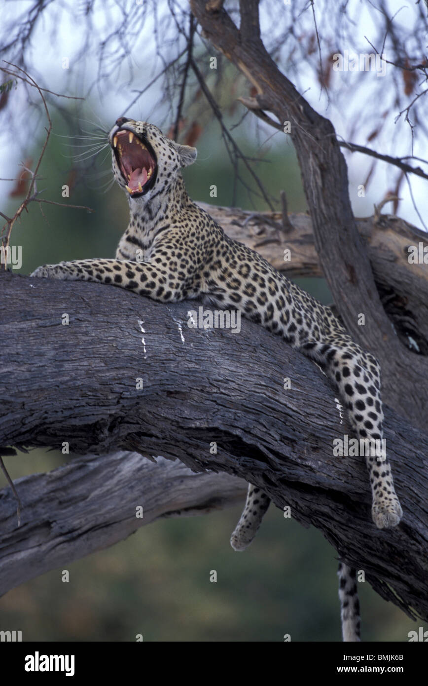 Botswana, Moremi Game Reserve, Adult Female Leopard (Panthera pardus) yawns while resting on tree limb near Khwai River Stock Photo