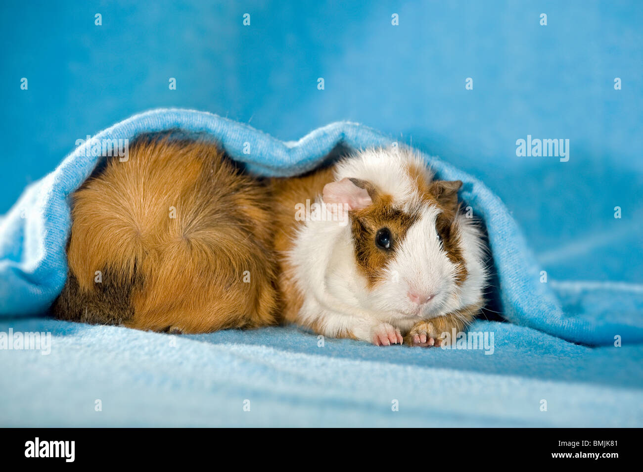 Rosette guinea pigs hires stock photography and images Alamy