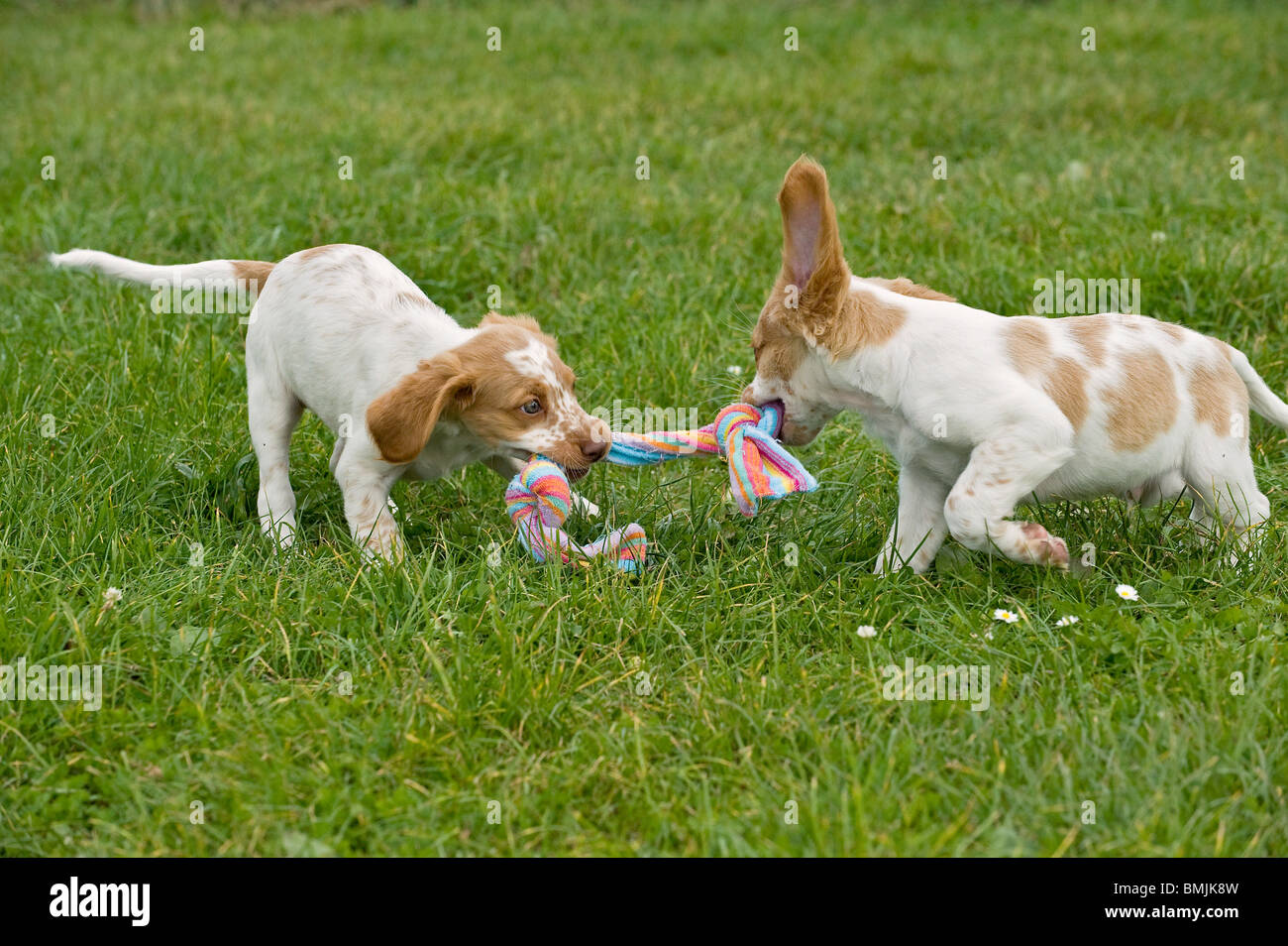 half breed dog two puppies playing Stock Photo Alamy