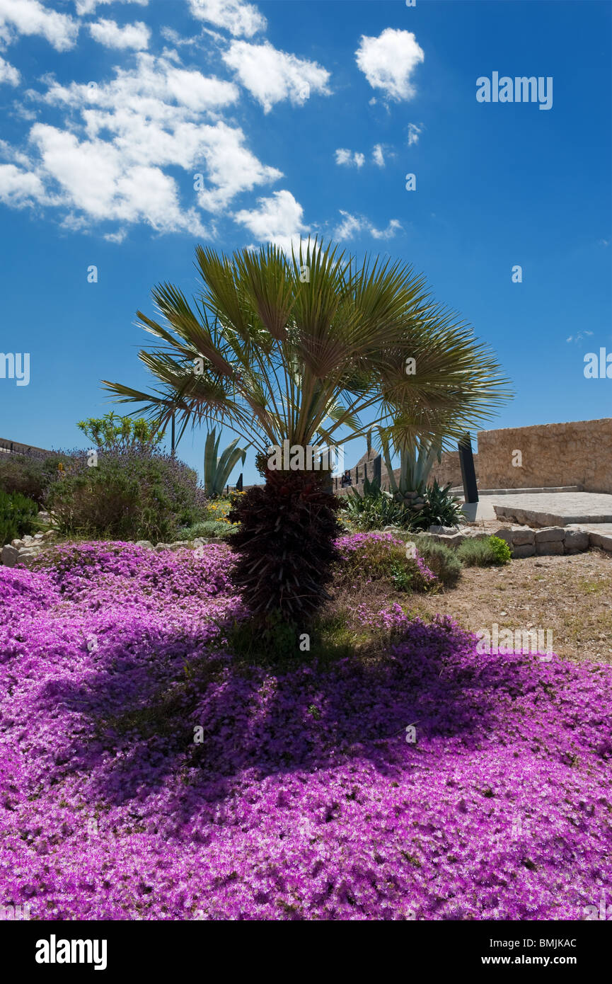 Flowers ibiza hi-res stock photography and images - Alamy