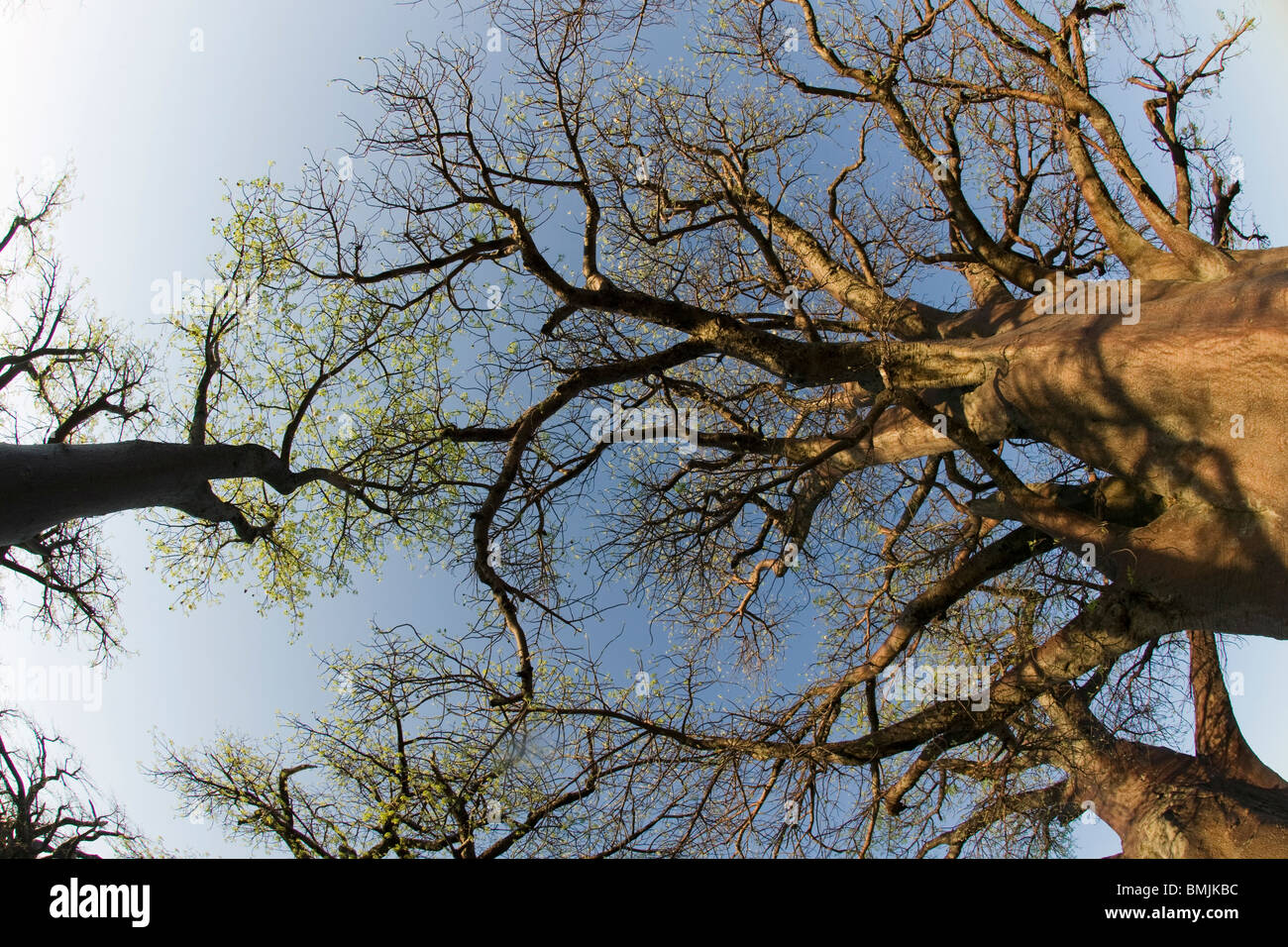 Botswana, Nxai Pan National Park, Morning sun lights twisted branches of Baines Baobabs, Stock Photo