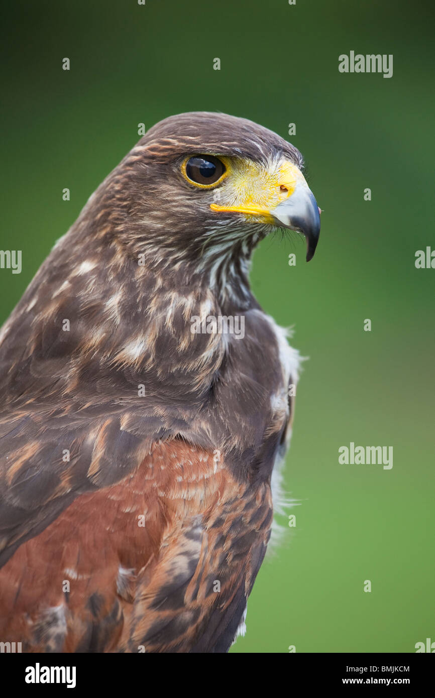 Harris hawk hires stock photography and images Alamy