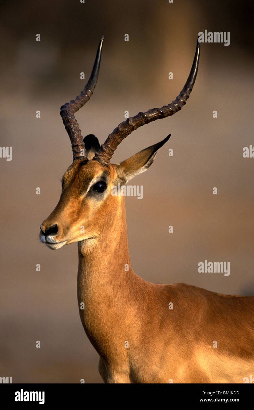 Headshot of an impala hi-res stock photography and images - Alamy