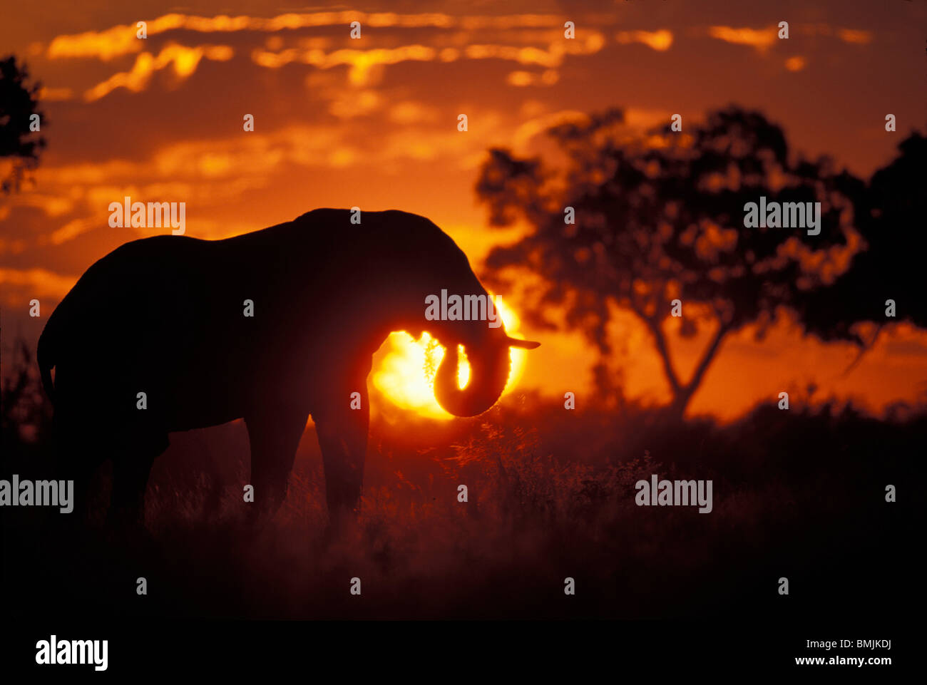Botswana, Chobe National Park, Bull Elephant (Loxodonta africanus) silhouetted by setting sun on Savuti Marsh Stock Photo