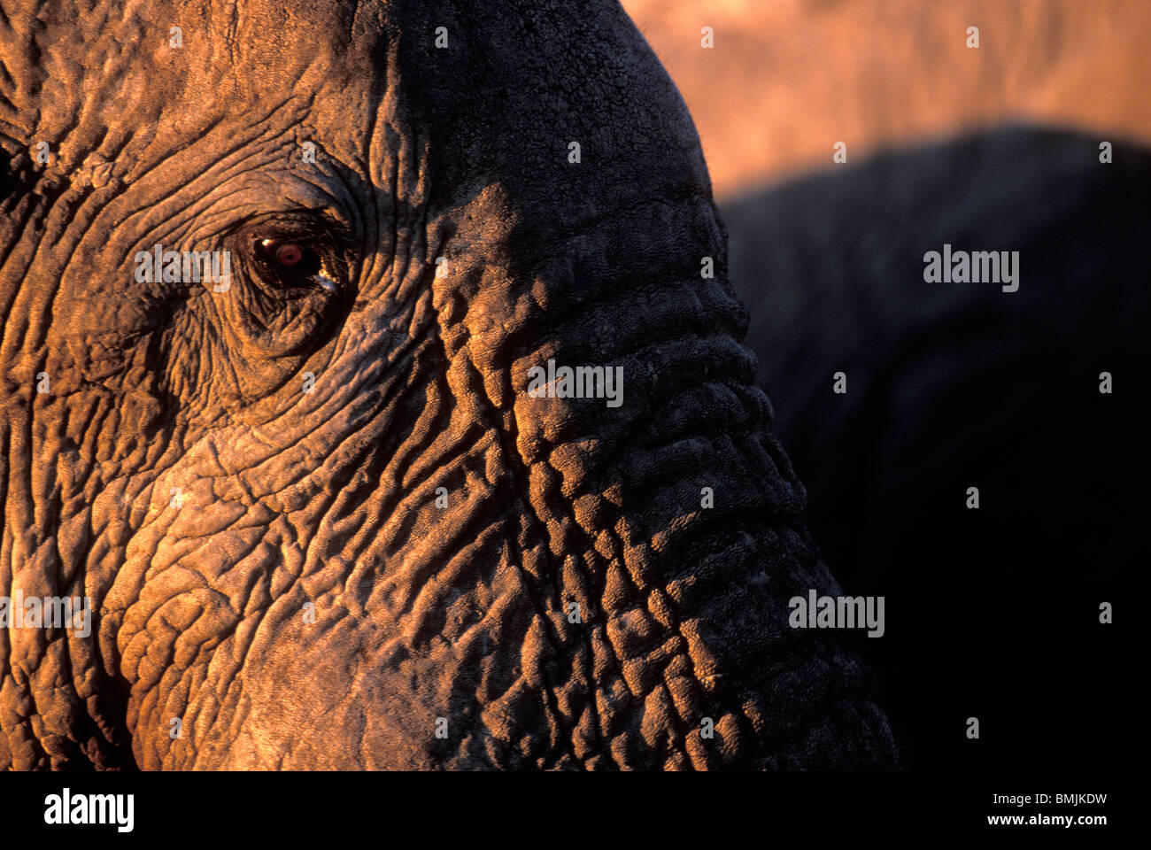 Botswana, Chobe National Park, Close-up of Elephant (Loxodonta africana) at water hole in Savuti Marsh at sunset Stock Photo