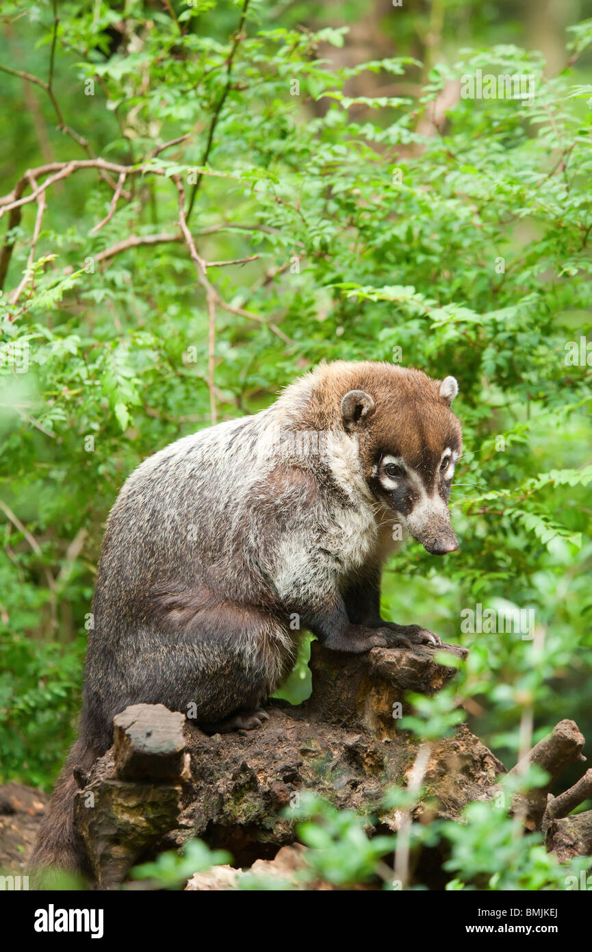 White-nosed Coati (Nasua narica), also known as the Pizote or Antoon Stock Photo