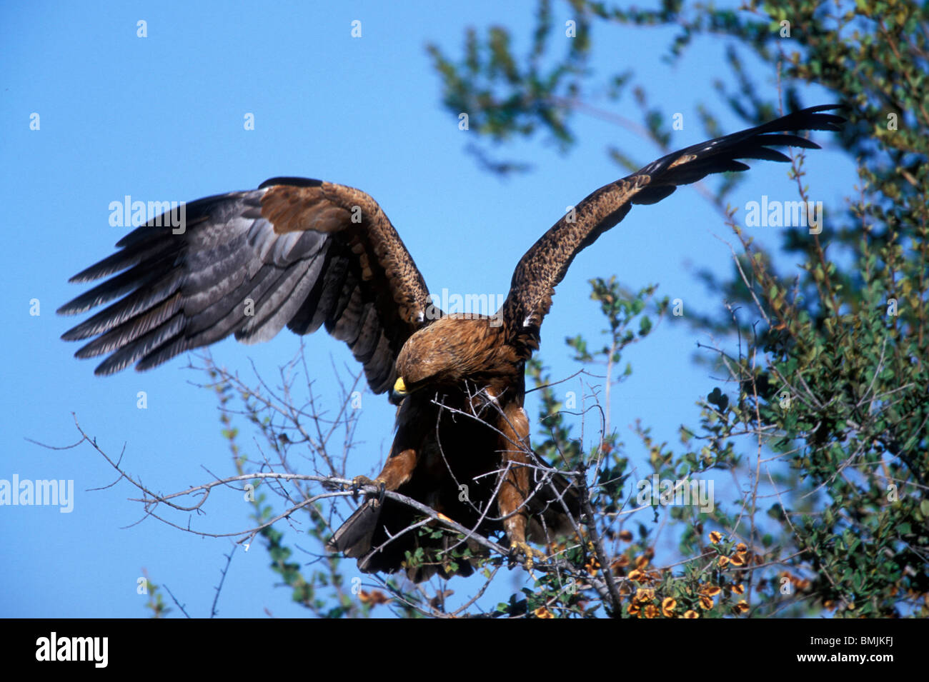 Africa, Botswana, Chobe National Park, Tawny Eagle (Aquila rapax) breaks branch from tree for nest in Savuti Marsh Stock Photo