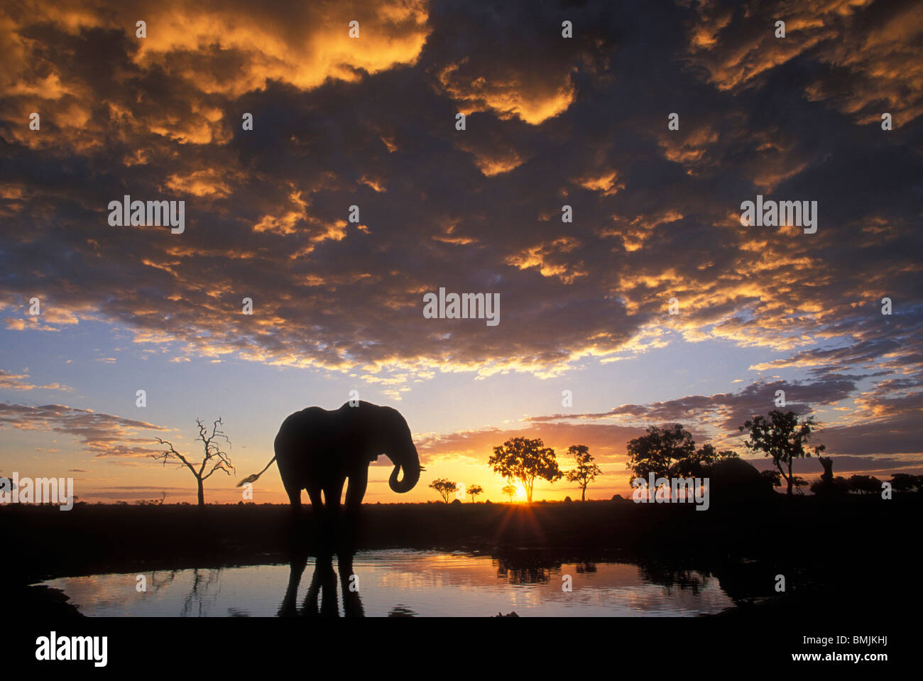 Botswana, Chobe National Park, Elephant (Loxodonta africana) silhouetted by setting sun at Marabou Pan in Savuti Marsh Stock Photo