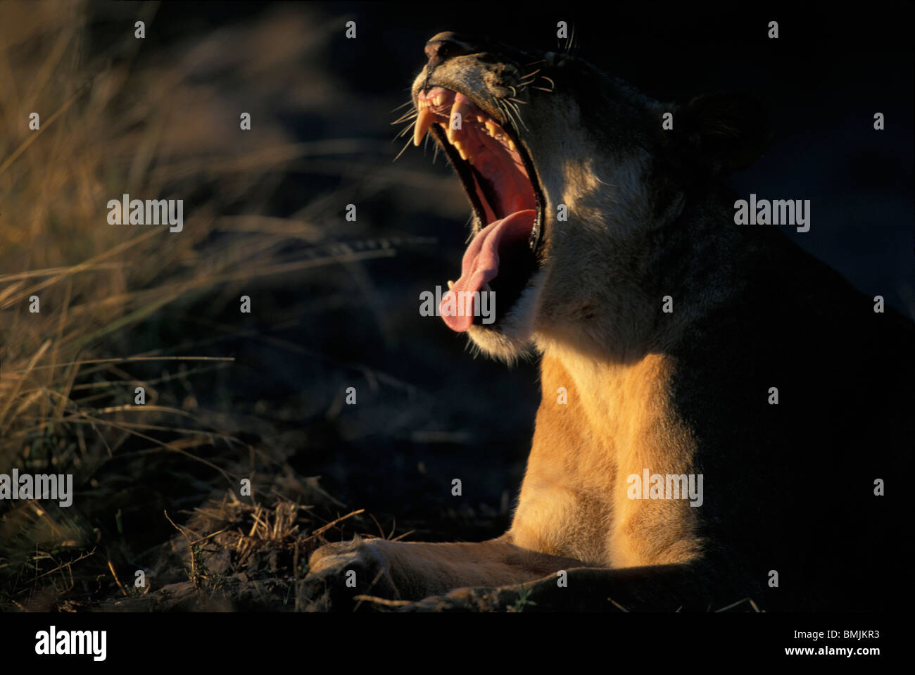 Botswana, Chobe National Park, Lioness (Panthera leo) yawns in tall grass on Savuti Marsh at dawn Stock Photo