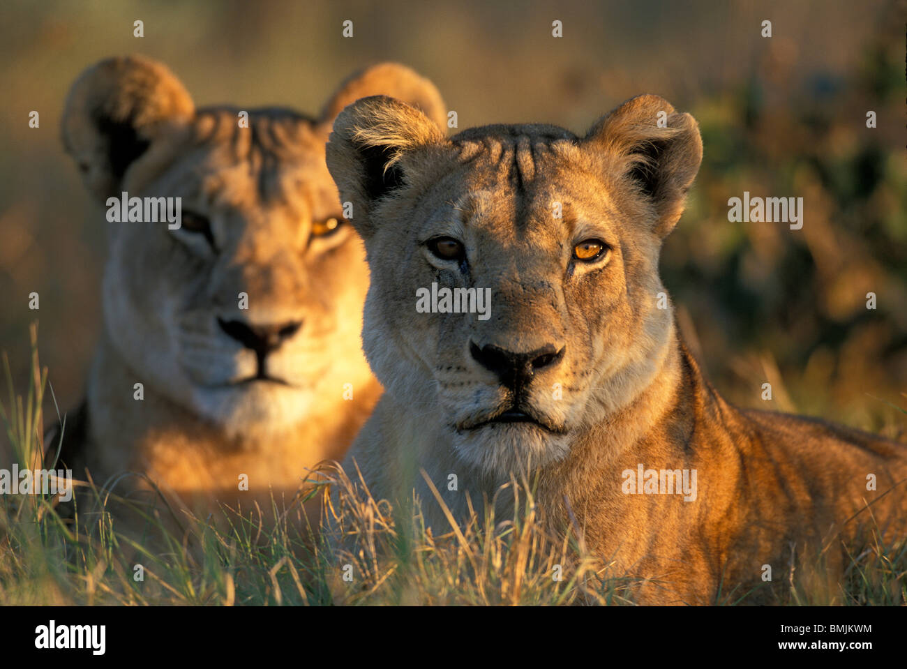 Botswana, Chobe National Park, Lionesses (Panthera leo) lie in tall grass in Savuti Marsh at sunrise Stock Photo