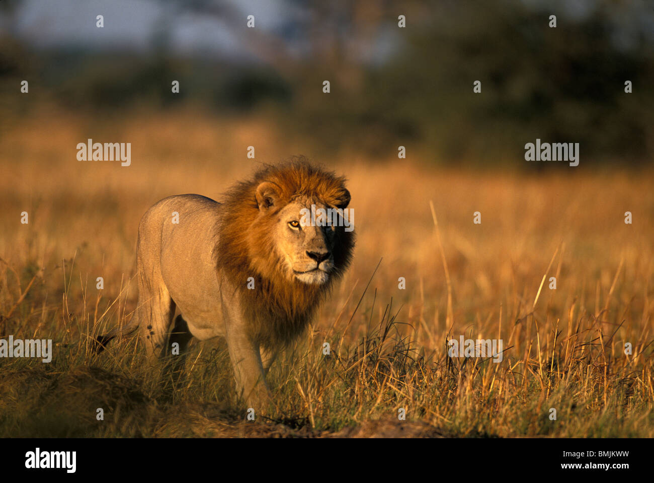 Botswana, Chobe National Park, Male lion (Panthera leo) lies in tall grass on Savuti Marsh at sunrise Stock Photo