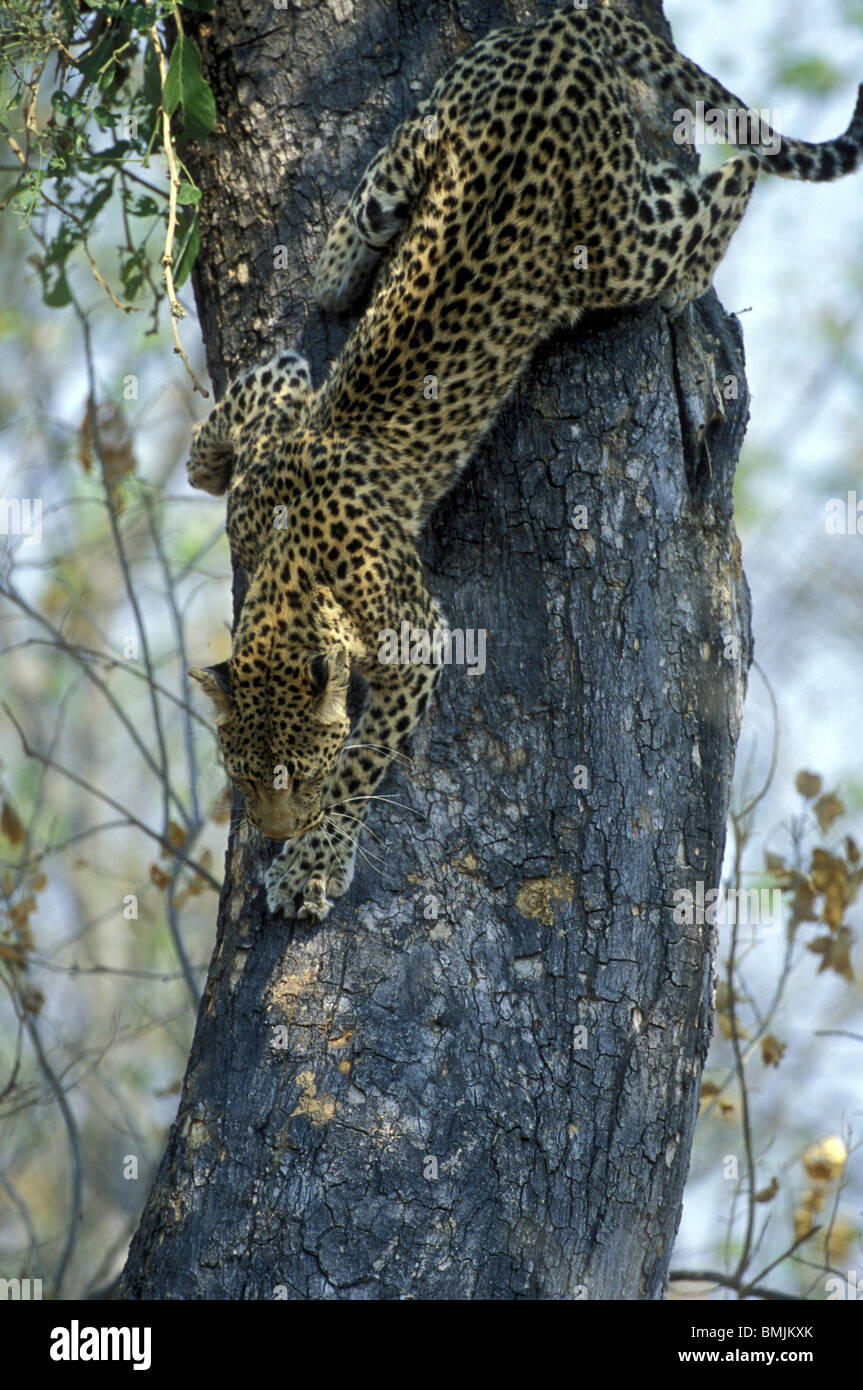 Botswana, Moremi Game Reserve, Adult Female Leopard (Panthera pardus) climbs down from tree in dry mopane forest Stock Photo