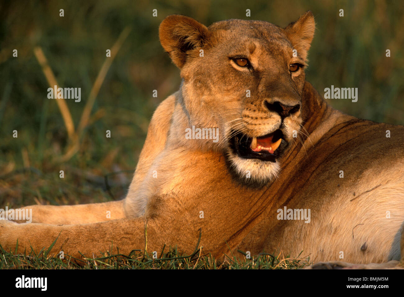 Africa, Botswana, Moremi Game Reserve, Lioness (Panthera leo) resting in lush grass near Xakanaxa at sunrise Stock Photo
