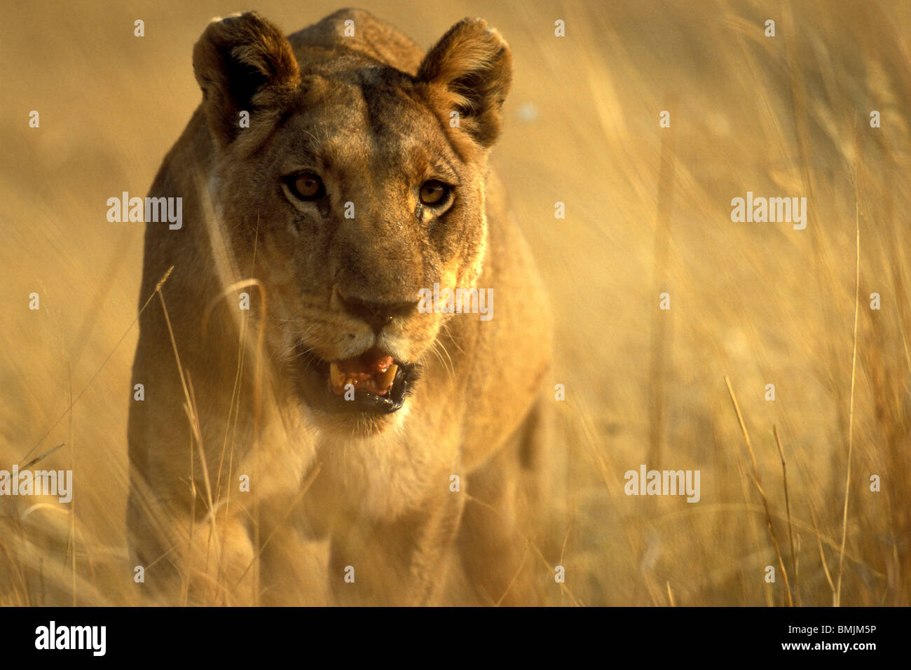 Africa, Botswana, Moremi Game Reserve, Lioness (Panthera leo) walking through tall grass near Xakanaxa Stock Photo
