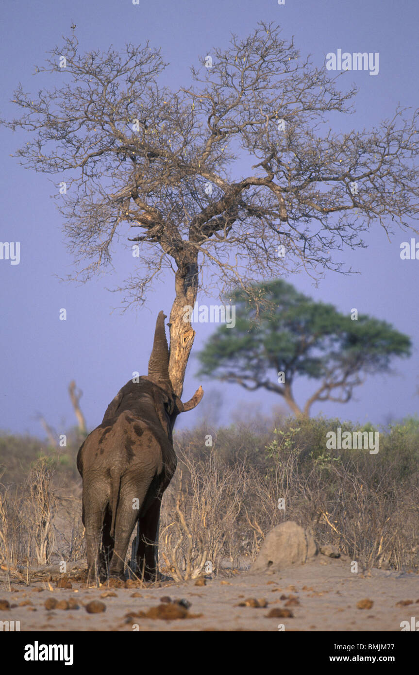 Botswana, Moremi Game Reserve, Bull Elephant (Loxodonta africana) pushes against lone tree near Xakanaxa Stock Photo