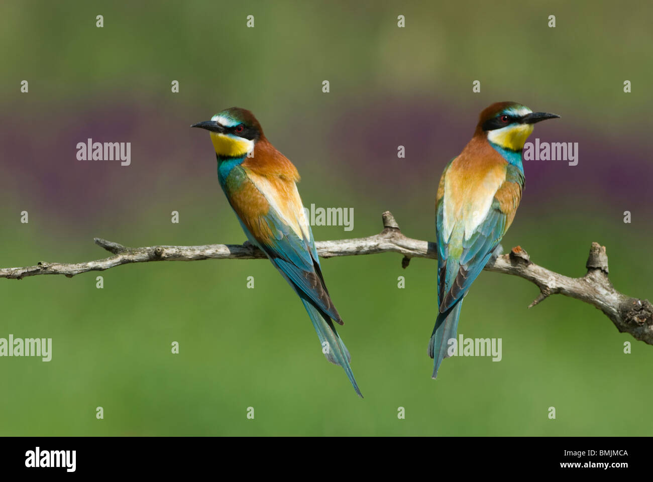 Europe, Hungary, View of European bee eaters perched on branch, close-up Stock Photo