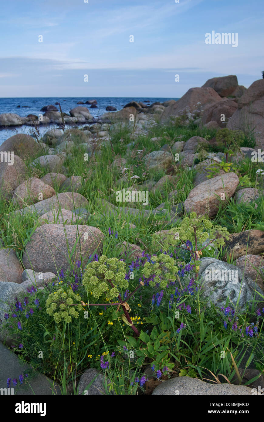 Scandinavia, Sweden, Smaland, View of angelica with sea in background Stock Photo