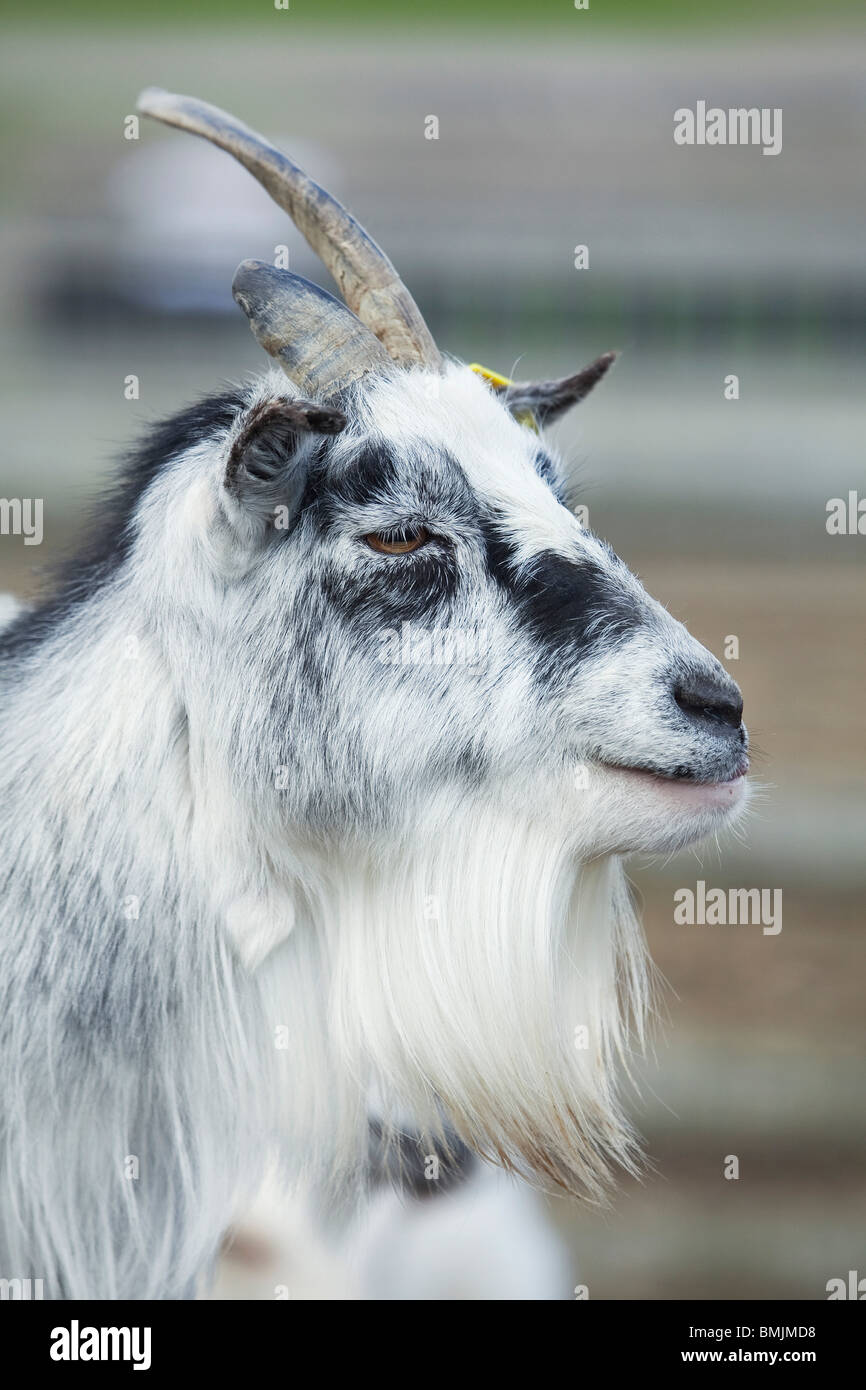 A domestic goat in an enclosure in a country park in England Stock Photo