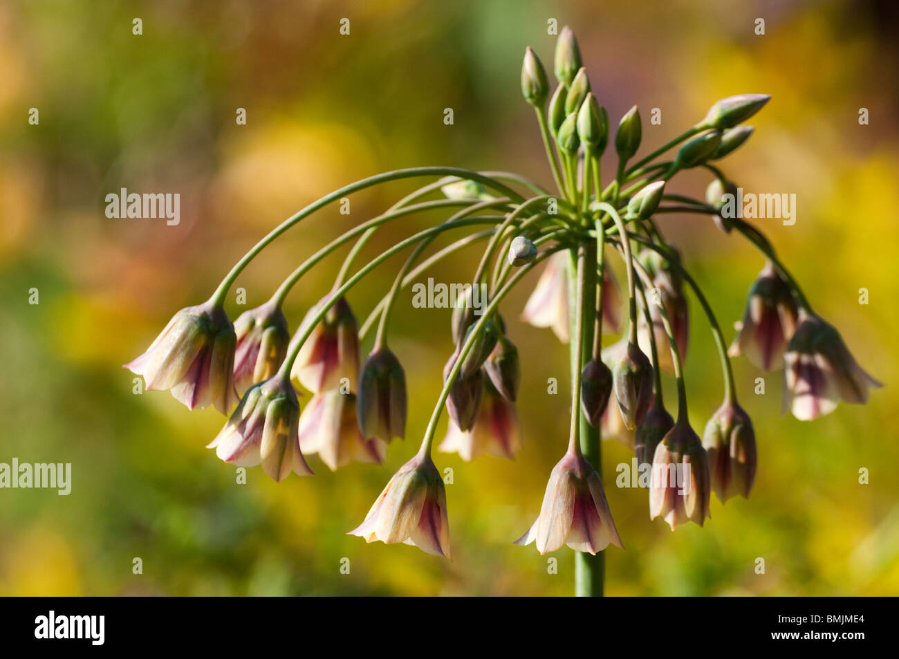 Allium bulgaricum subsp. Nectaroscordum siculum in flower in late spring Stock Photo