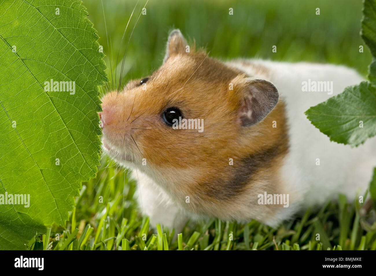 Golden Hamster (female) at leaf Stock Photo Alamy