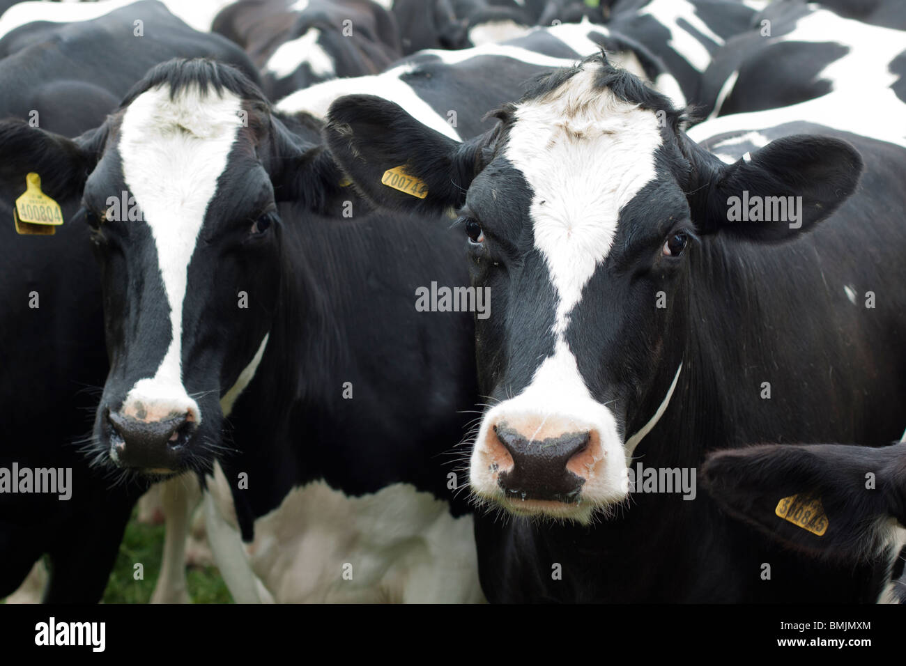 British Dairy cows in A field Stock Photo