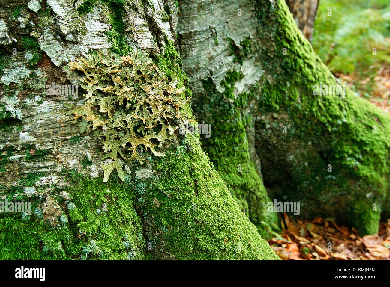 Tree lungwort on a tree trunk Stock Photo