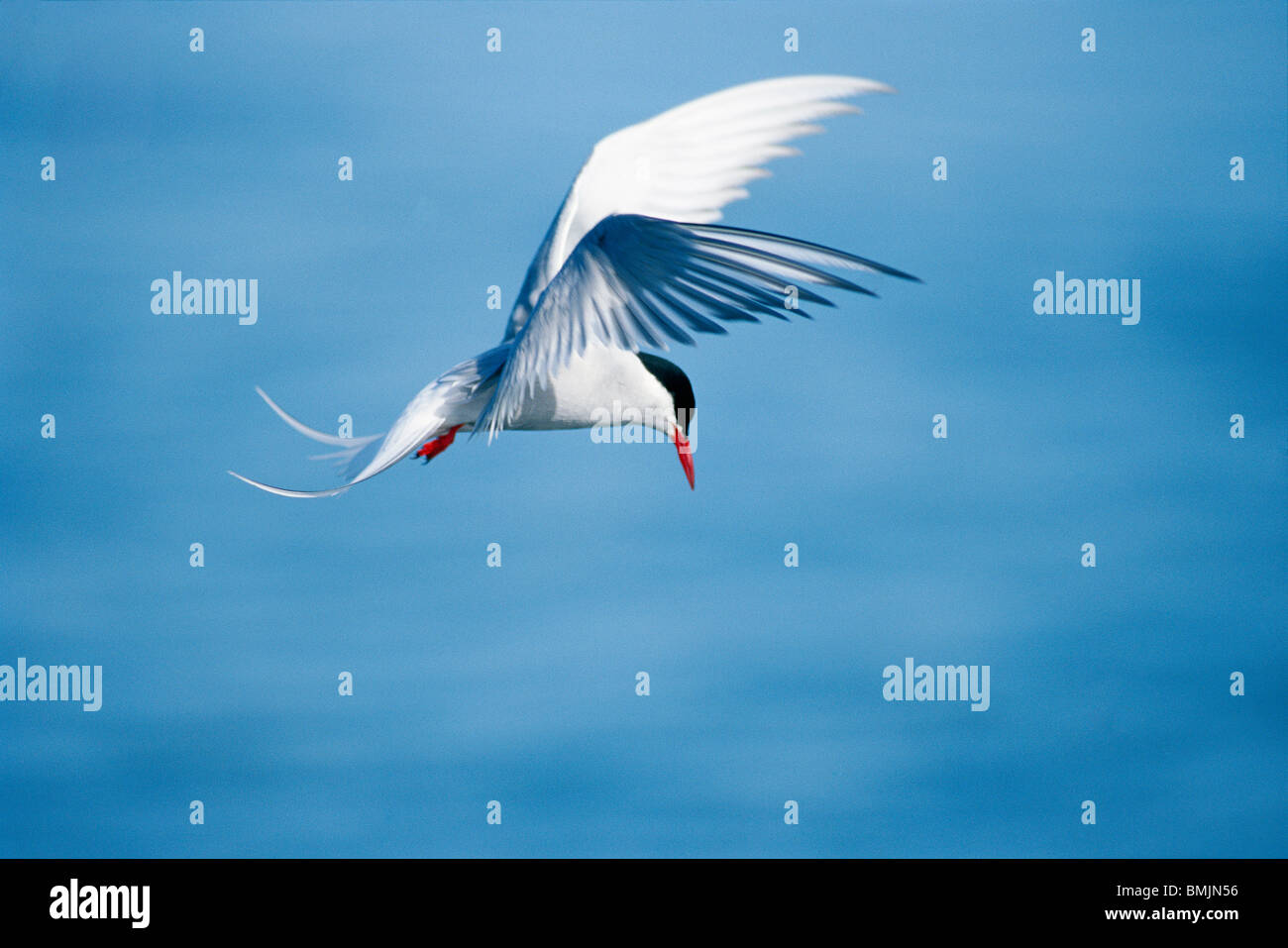 Arctic tern in flight against blue sky Stock Photo