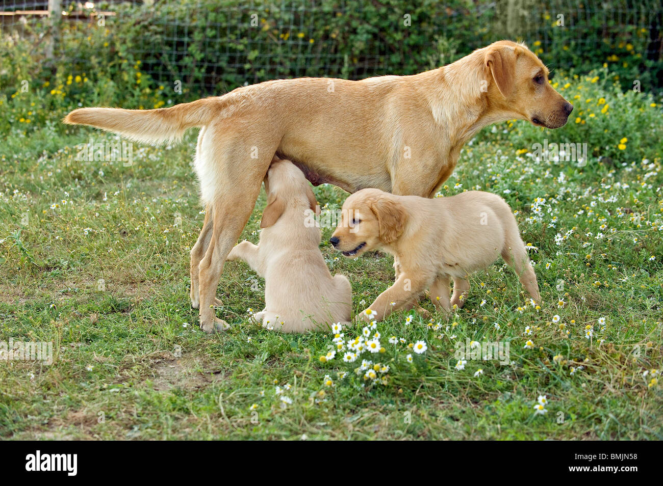 female labrador