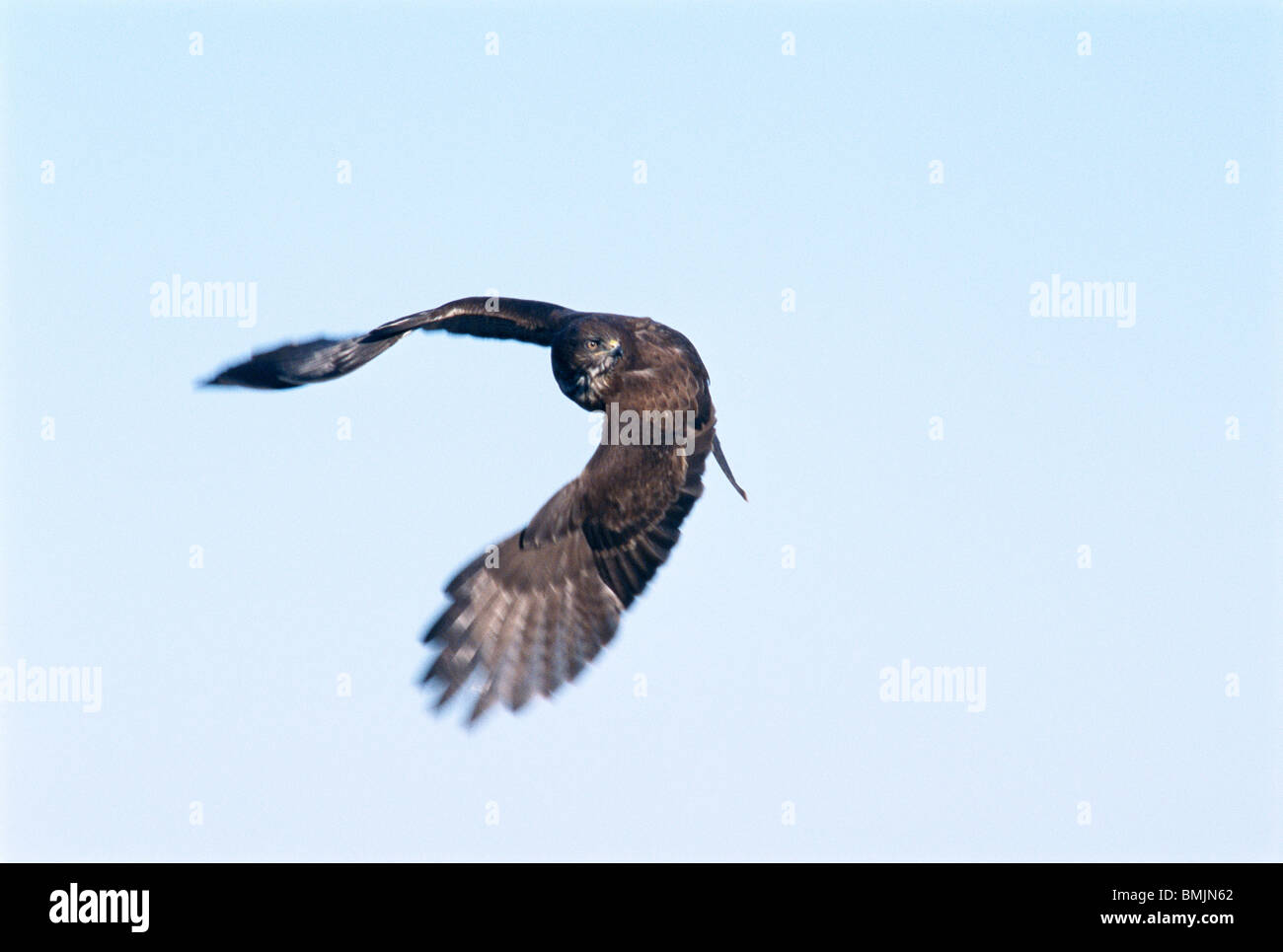 Common buzzard, Buteo, in flight against blue sky. Sweden Stock Photo