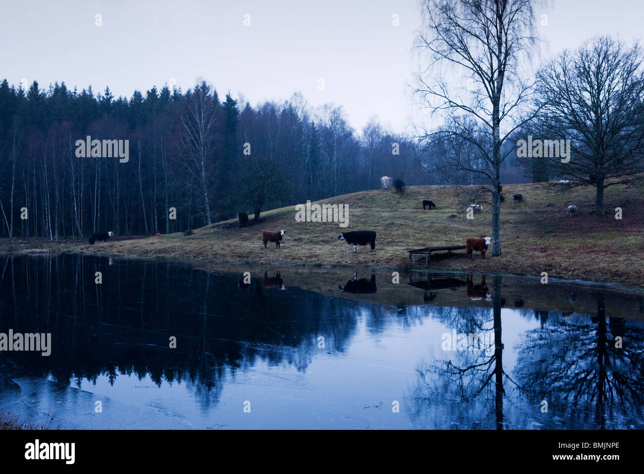 Scandinavian Peninsula, Sweden, Skane, View of cows by lake Stock Photo