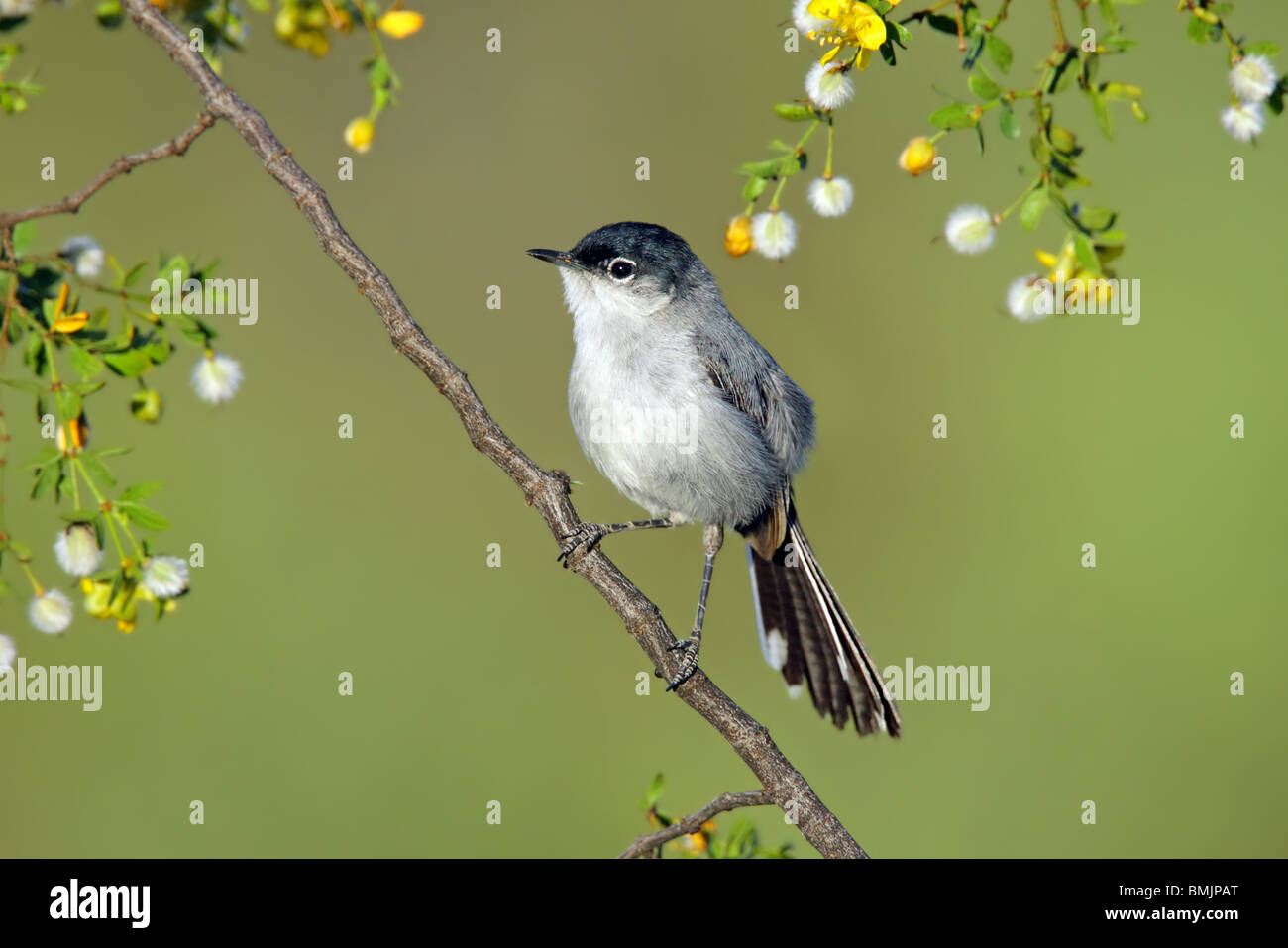 Black-tailed Gnatcatcher - Species Information and Photos