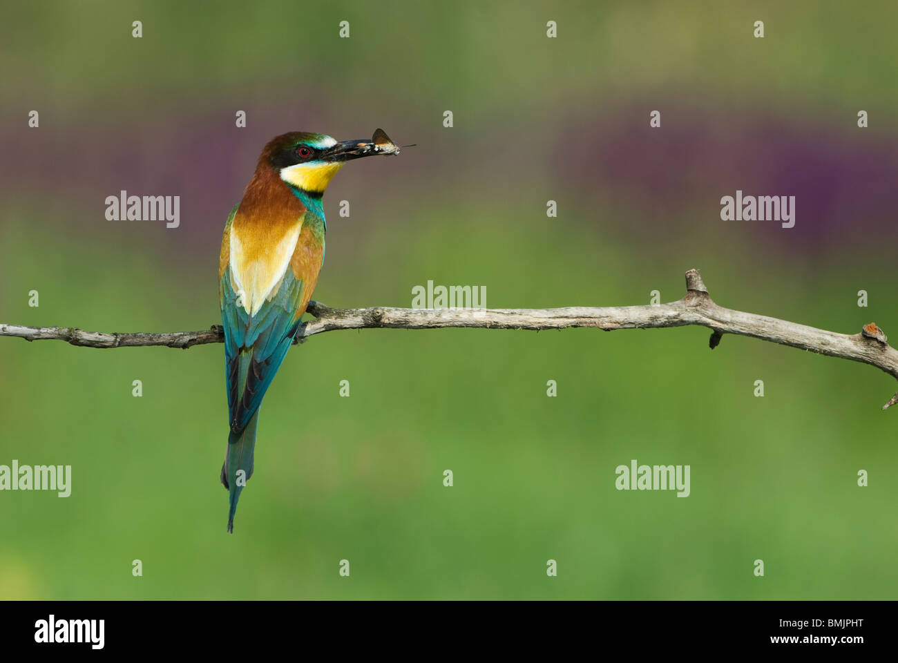 Europe, Hungary, F?geludden, View of European bee eater holding insect in mouth Stock Photo