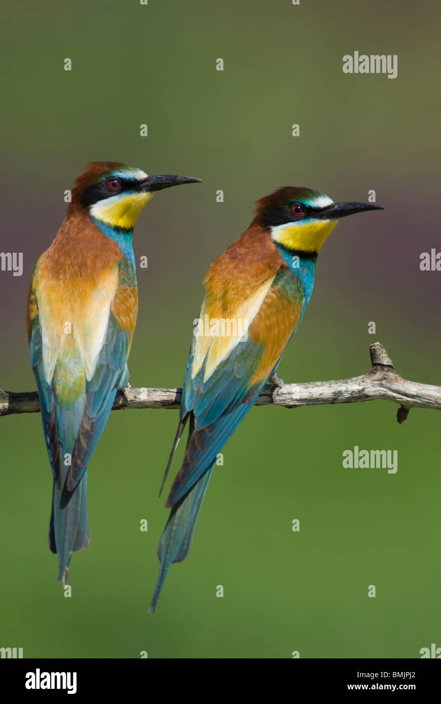 Europe, Hungary, View of European bee eaters perched on branch, close-up Stock Photo