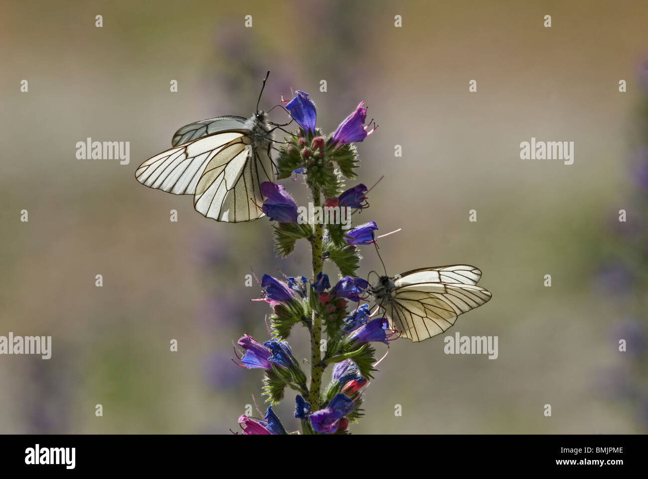 Scandinavia, Sweden, Oland, Black-veined White Butterfly sitting on flower, close-up Stock Photo