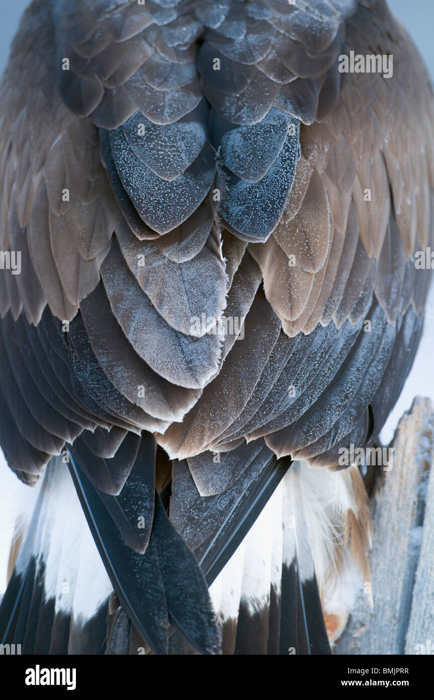 Eagle feathers High Resolution Stock Photography and Images Alamy