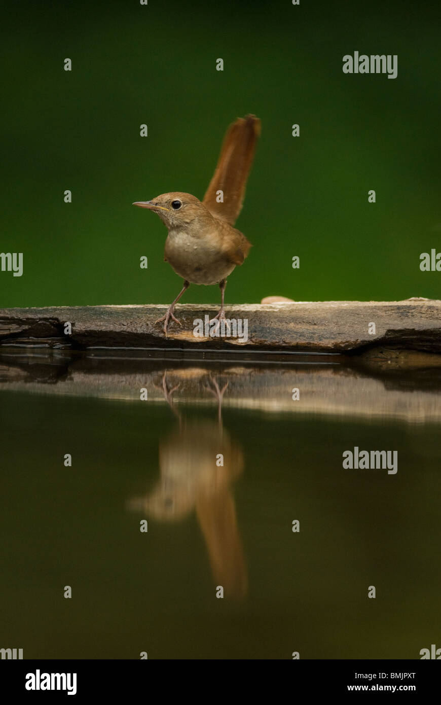 Nightingale High Resolution Stock Photography and Images Alamy