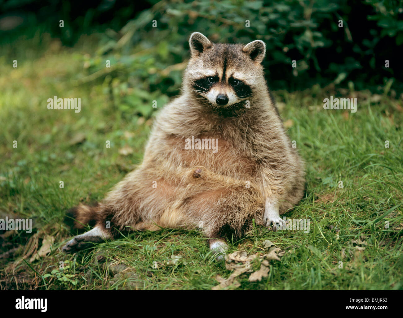 Normal Looking Racoon Common Racoon High Resolution Stock Photography and Images - Alamy