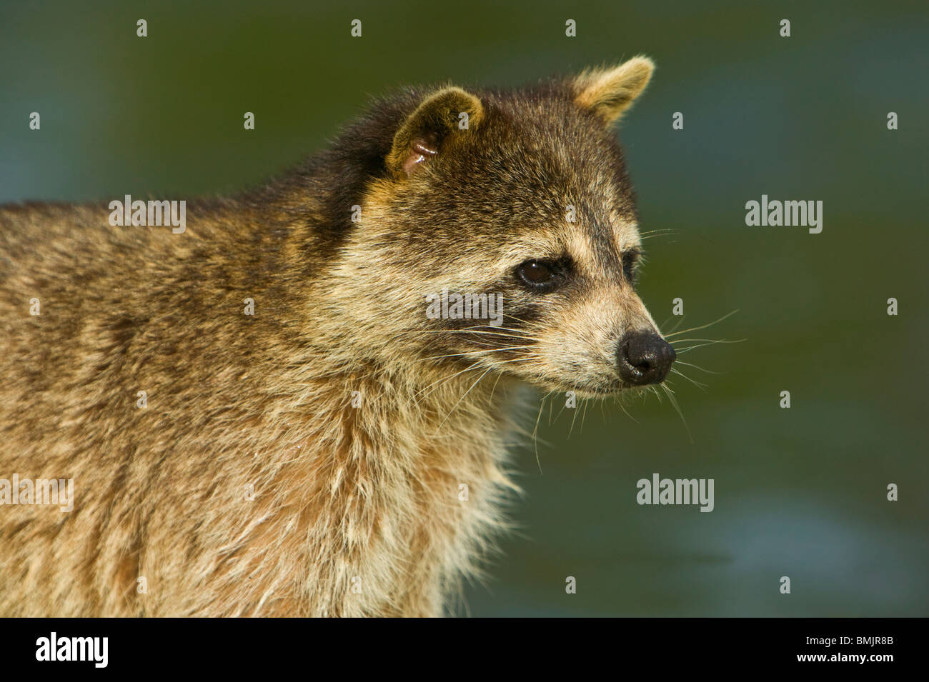 Spring Racoon Lake Racoon High Resolution Stock Photography and Images - Alamy