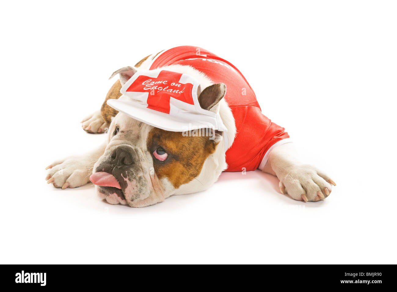 A British Bulldog lying down wearing an England team football shirt and cap against a white background looking quite fed up. Stock Photo