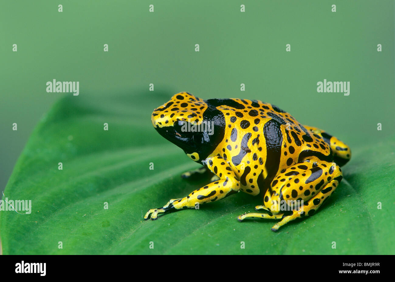 Yellow-banded Dart Frog (Dendrobates leucomelas) on a leaf Stock Photo