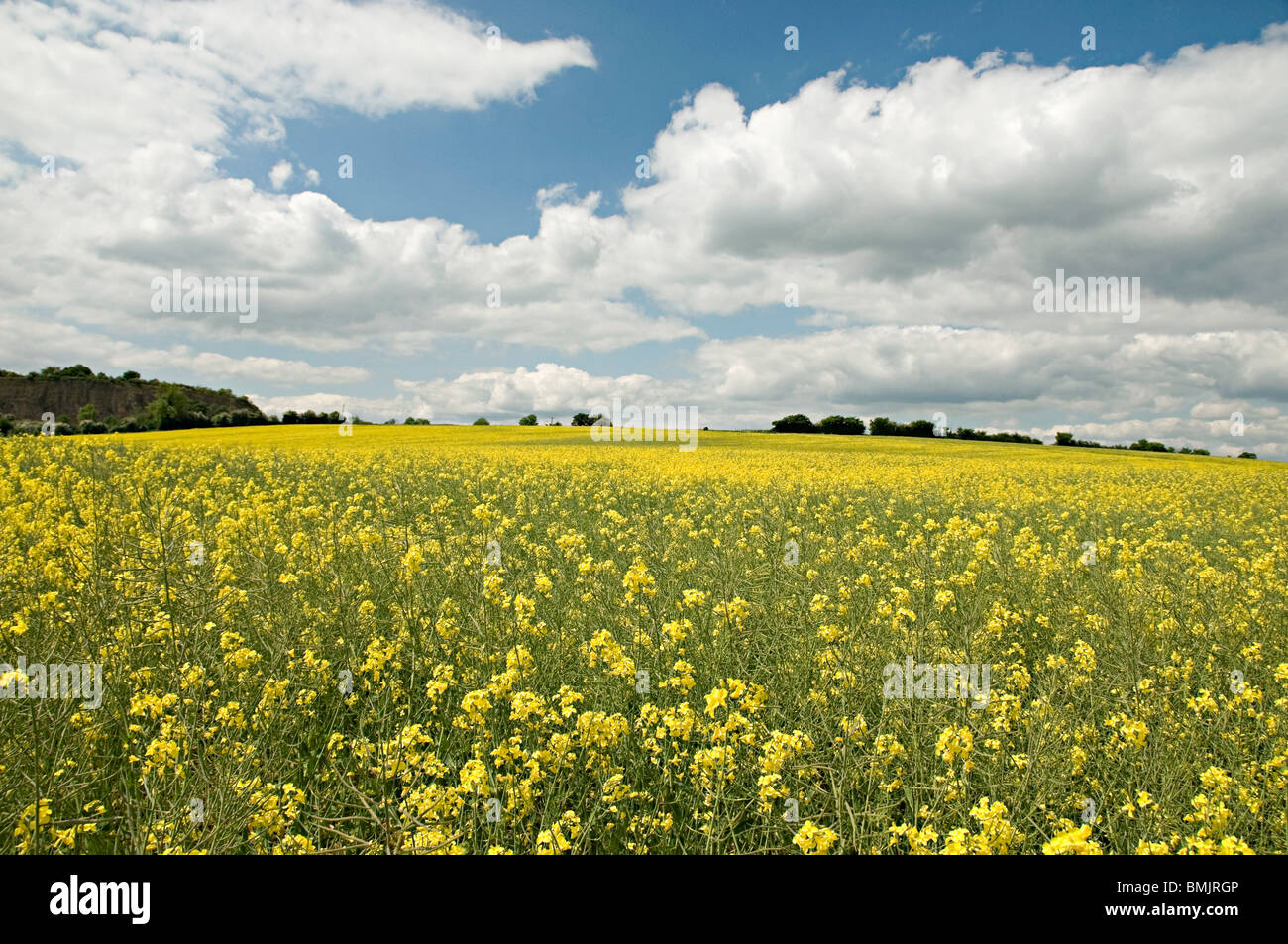 an oil seed rape field in nottinghamshire england Stock Photo - Alamy