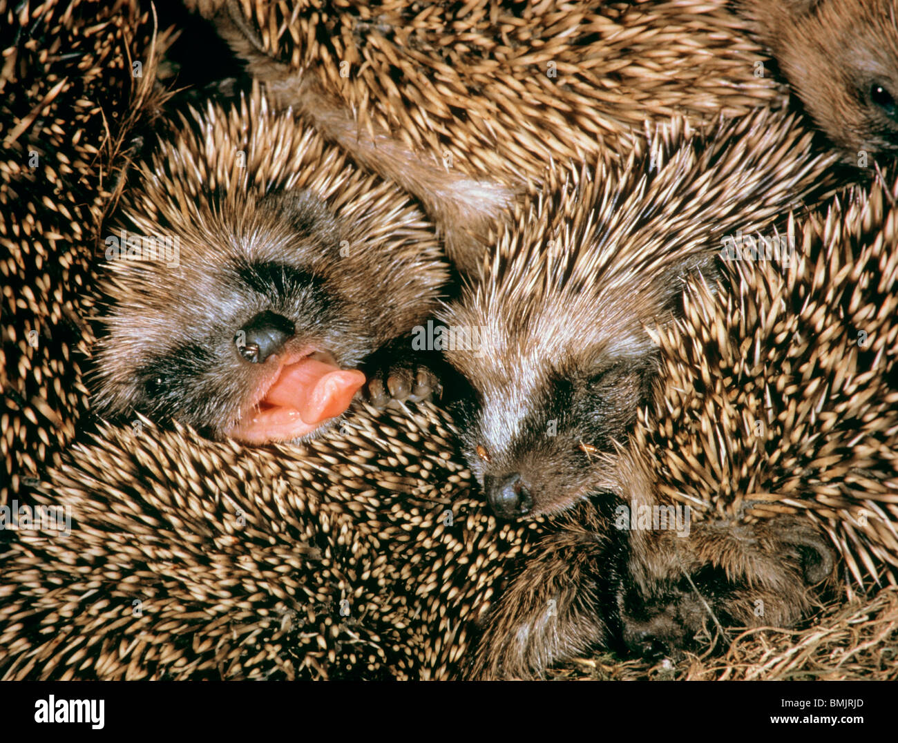 young hedgehogs sleeping Stock Photo Alamy