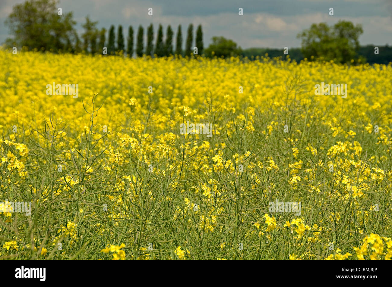 an oil seed rape field in nottinghamshire england Stock Photo - Alamy