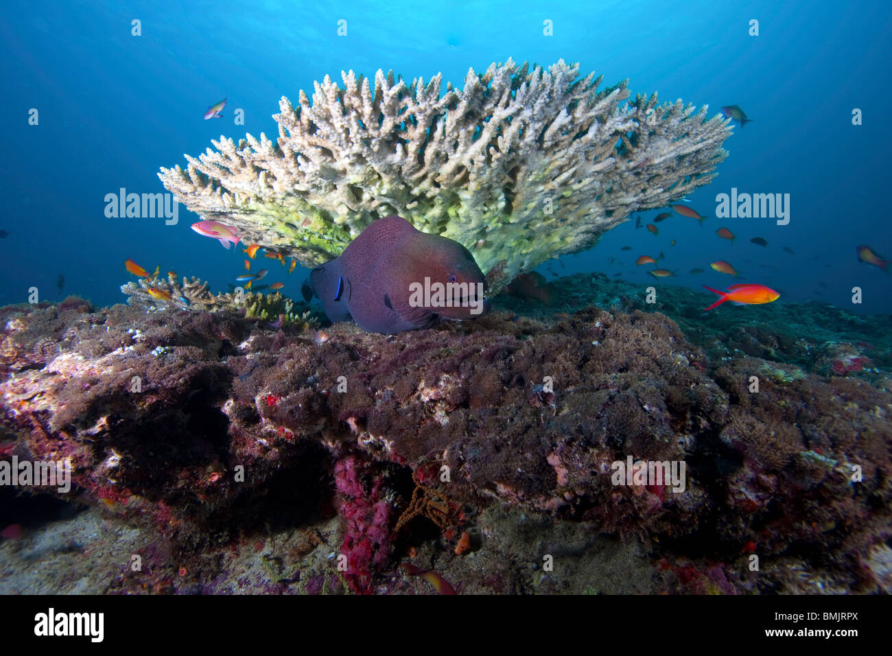 Giant Moray eel (Gymnothorax javanicus) under table coral on top of reef in the Maldives Stock Photo